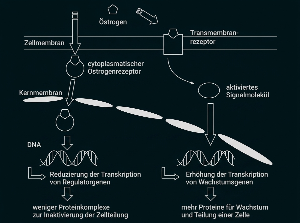 Schema der Östrogenwirkung an einer Zelle